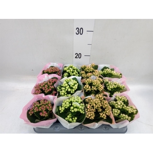 Kalanchoe blos.   ..rosebud mix  4