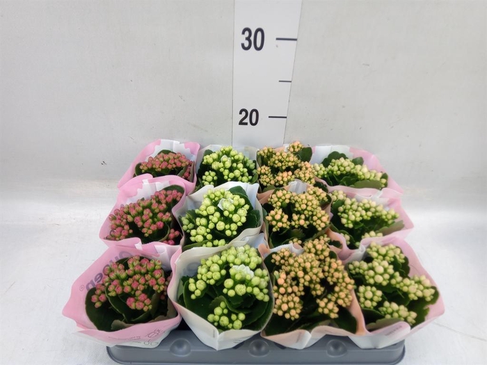 <h4>Kalanchoe blos.   ..rosebud mix  4</h4>