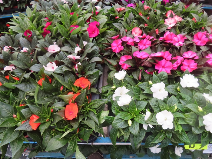 <h4>IMPAT NG MIXK 4 KL</h4>