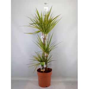 Dracaena marg. 'Sunray'