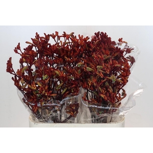 Kangaroo Paw Early Spring