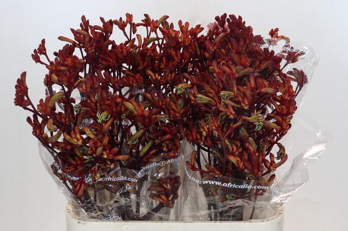 Anigozanthos Early Spring