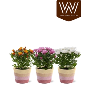 ARR CHRYSANT