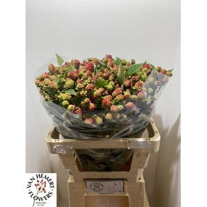 RUBUS FR CHESTER