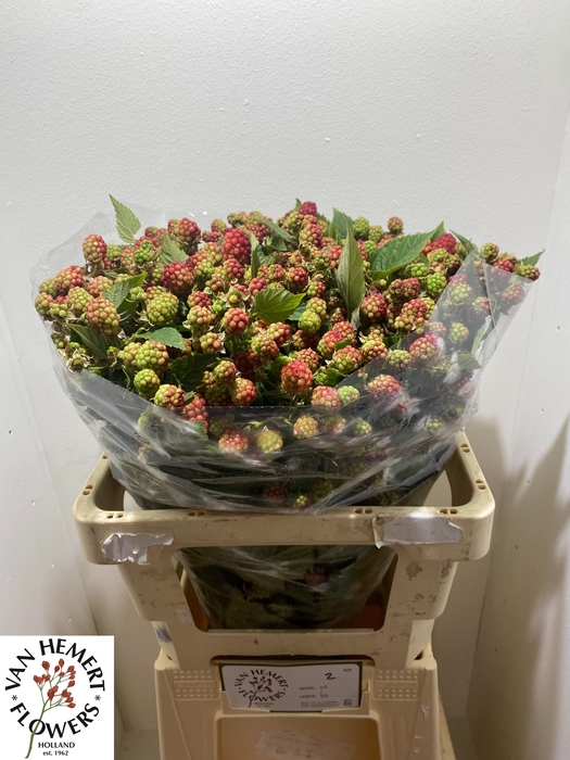<h4>RUBUS FR CHESTER</h4>