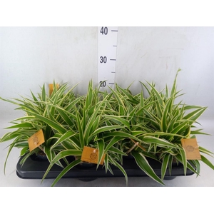 Chlorophytum com. 'Ocean'