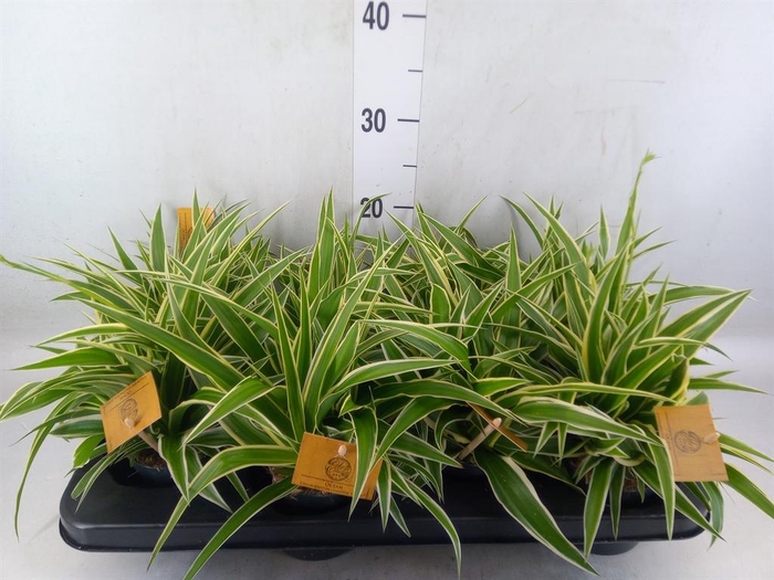 <h4>Chlorophytum com. 'Ocean'</h4>