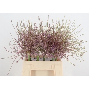 ALLIUM SCHUBERTII