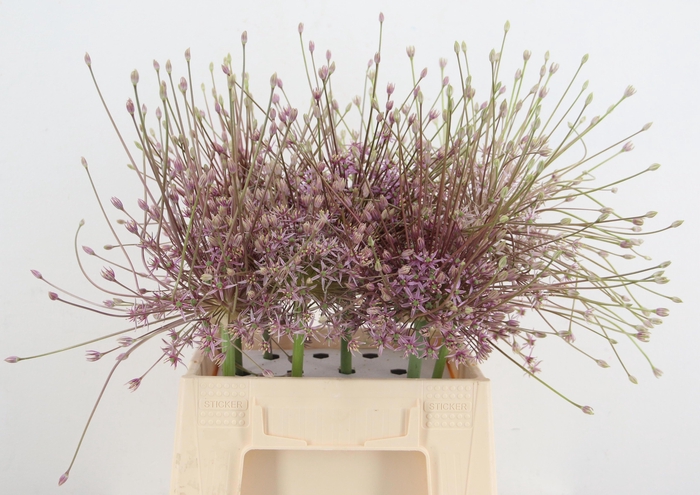 <h4>ALLIUM SCHUBERTII</h4>