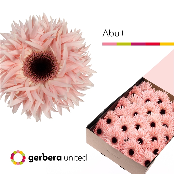 <h4>Ge Gr Spider Abu Box United</h4>