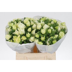 Anem Co White Green Heart