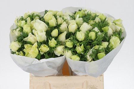 <h4>Anem Co White Green Centre</h4>