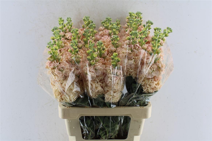 <h4>Matth Iron Apricot</h4>