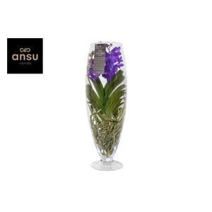 Vanda Blauw Glas Champagne