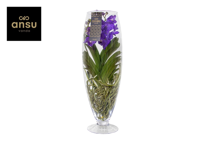 <h4>Vanda Blauw Glas Champagne</h4>