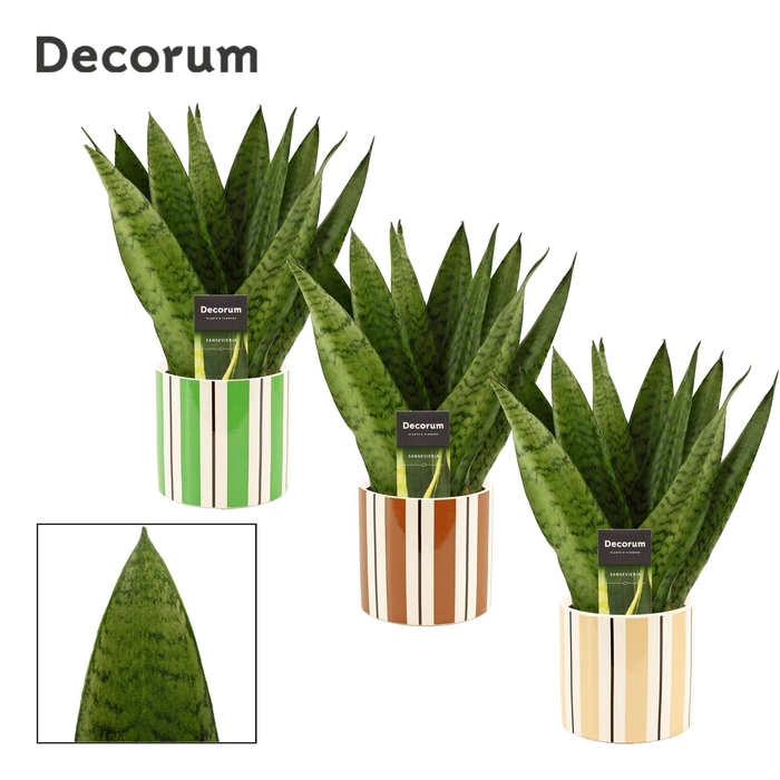 <h4>Sansevieria Zeylanica Fan 12 cm in Beau (Natural bubble-collecti</h4>