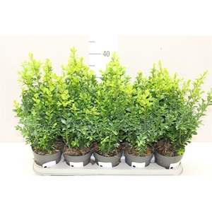 Buxus Semp Bosjes