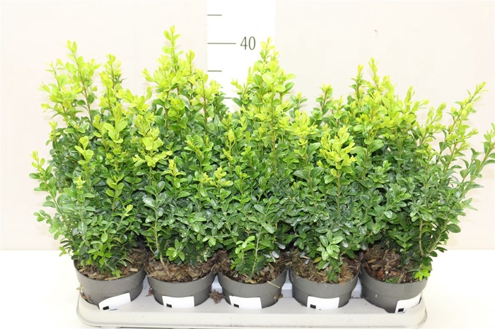 <h4>Buxus Semp Bosjes</h4>