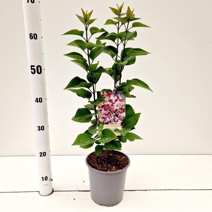 <h4>Syringa Katherine Havemey</h4>