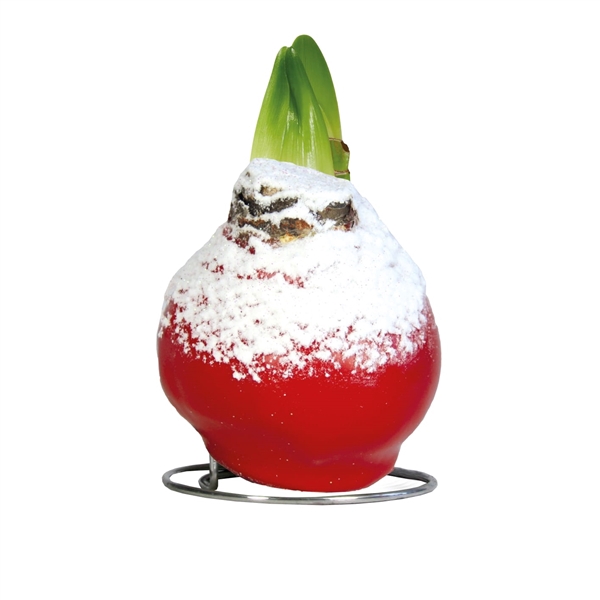 <h4>Amaryllis Touch of Wax Snow Christmas Red 6x1, rode bloem, Tray236</h4>