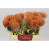 Nutans Ayoba Mandarin Zest