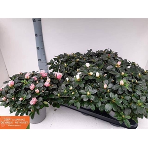 RHODO SI GEM
