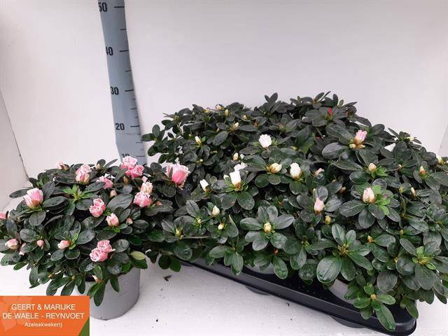 <h4>RHODO SI GEM</h4>