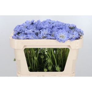 Scabiosa Clive Greaves
