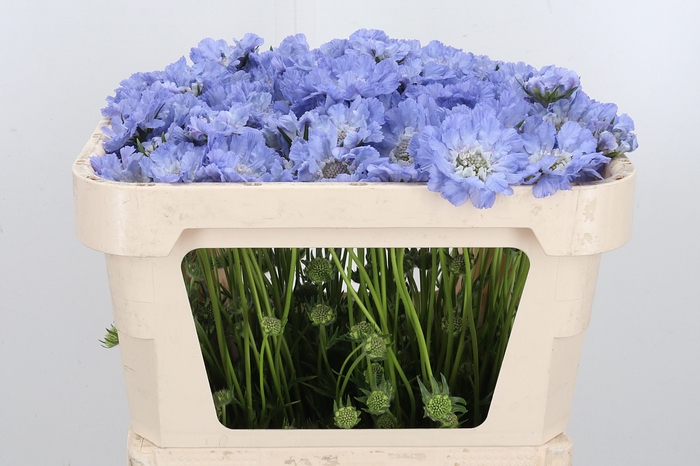 <h4>Scabiosa Clive Greaves</h4>