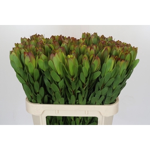 Leucadendron Goldstrike