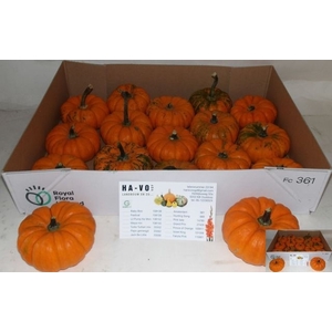 CUC P JACK BE LITTLE X 15