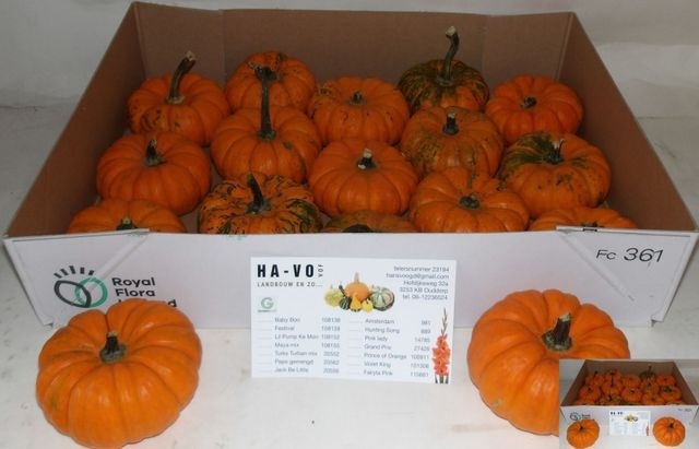 <h4>CUC P JACK BE LITTLE X 15</h4>