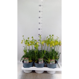 Albuca spiralis 'Frizzle Sizzle'