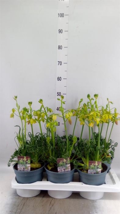 <h4>Albuca spiralis 'Frizzle Sizzle'</h4>