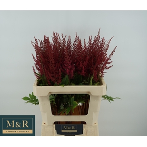 ASTIL AR PAUL GAARDE