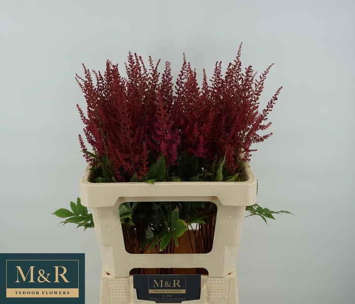 <h4>ASTIL AR PAUL GAARDE</h4>