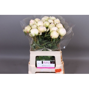 Paeonia Brother Chuck | Heavy Quality