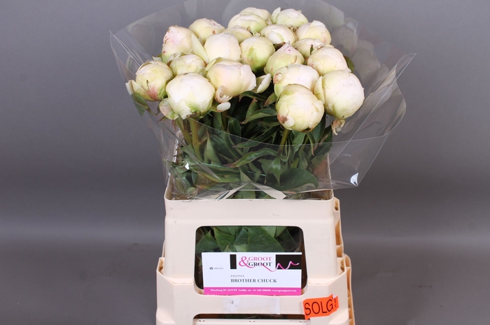 Paeonia Brother Chuck | Heavy Quality