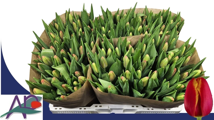 <h4>TU EN TRAILBLAZER</h4>