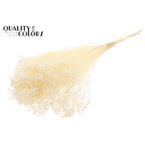 Broom Bloom p/bunch in poly Bleached