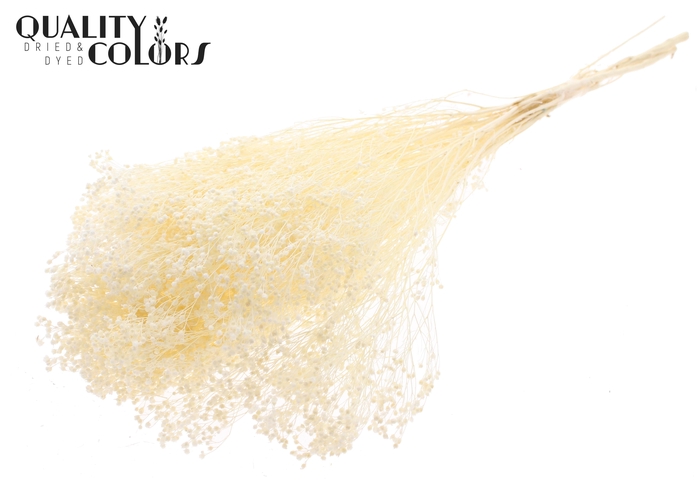 <h4>Broom Bloom p/bunch in poly Bleached</h4>