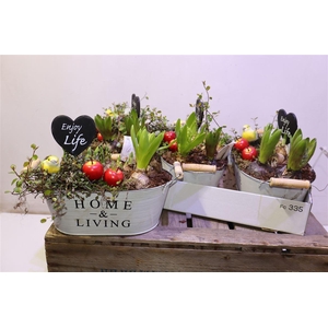 arr8 Arr Bol Knol In Zinken Bak Ovaal