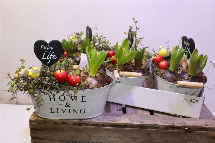 <h4>arr8 Arr Bol Knol In Zinken Bak Ovaal</h4>