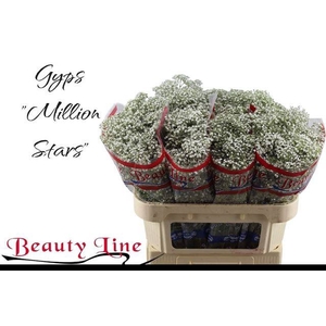 GYPS PA MILLION STAR