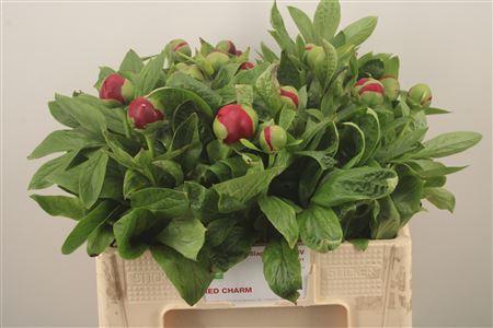 <h4>Paeo L Red Charm</h4>