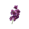 Vanda Orchid Purple