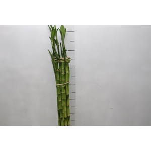 DRACENA LUCKY BAMBOO RETO 060 CM