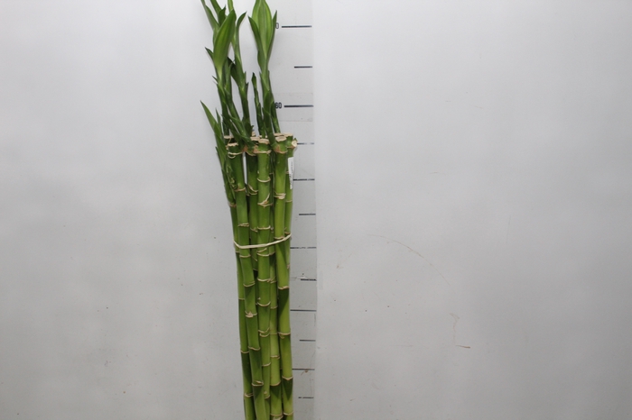 DRACENA LUCKY BAMBOO RETO 060 CM