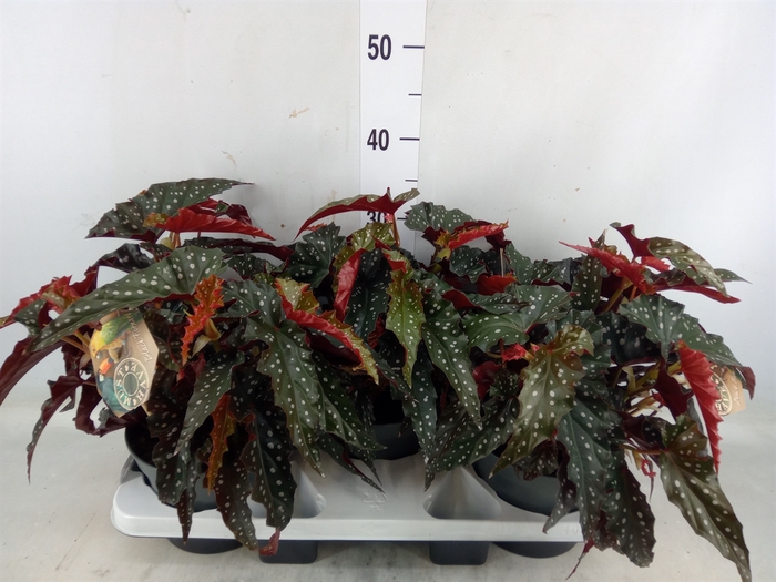 <h4>Begonia maculata</h4>