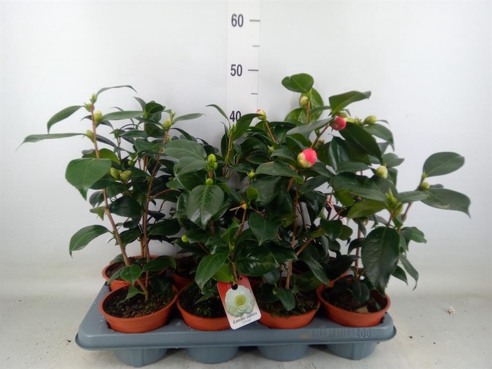 <h4>Camellia japonica</h4>